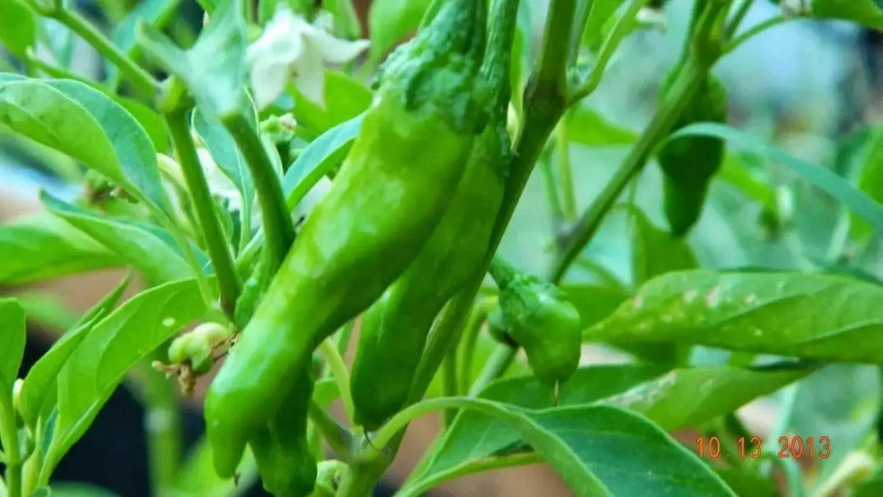 Shishito Sweet Pepper Seeds, Capsicum annum Asian Vegetable - Caribbean garden seed