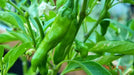 Shishito Sweet Pepper Seeds, Capsicum annum Asian Vegetable - Caribbean garden seed