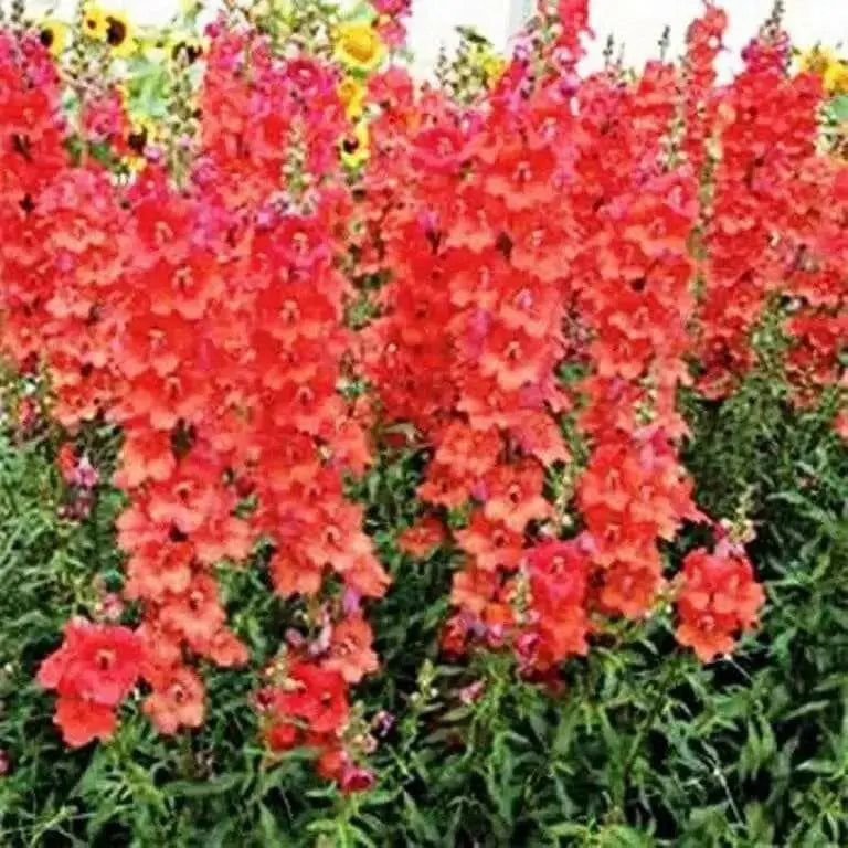 Snapdragon Seeds - Orange Wonder,  -make your flower beds glow with color! - Caribbean garden seed