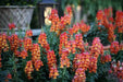 Snapdragon Seeds - Orange Wonder,  -make your flower beds glow with color! - Caribbean garden seed