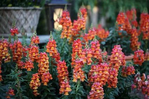 Snapdragon Seeds - Orange Wonder,  -make your flower beds glow with color! - Caribbean garden seed