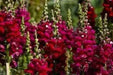Snapdragon SEEDS (Antirrhinum Majus Maximum )  Ruby Red 500 Seeds - Perennial ! - Caribbean garden seed