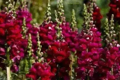 Snapdragon SEEDS (Antirrhinum Majus Maximum )  Ruby Red 500 Seeds - Perennial ! - Caribbean garden seed