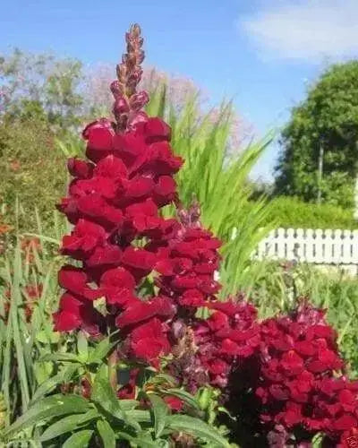 Snapdragon SEEDS (Antirrhinum Majus Maximum )  Ruby Red 500 Seeds - Perennial ! - Caribbean garden seed