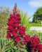 Snapdragon SEEDS (Antirrhinum Majus Maximum )  Ruby Red 500 Seeds - Perennial ! - Caribbean garden seed
