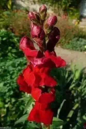 Snapdragon SEEDS (Antirrhinum Majus Maximum )  Ruby Red 500 Seeds - Perennial ! - Caribbean garden seed