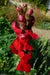Snapdragon SEEDS (Antirrhinum Majus Maximum )  Ruby Red 500 Seeds - Perennial ! - Caribbean garden seed