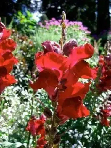 Snapdragon SEEDS (Antirrhinum Majus Maximum )  Ruby Red 500 Seeds - Perennial ! - Caribbean garden seed
