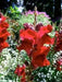 Snapdragon SEEDS (Antirrhinum Majus Maximum )  Ruby Red 500 Seeds - Perennial ! - Caribbean garden seed