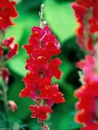 Snapdragon SEEDS (Antirrhinum Majus Maximum )  Ruby Red 500 Seeds - Perennial ! - Caribbean garden seed