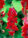 Snapdragon SEEDS (Antirrhinum Majus Maximum )  Ruby Red 500 Seeds - Perennial ! - Caribbean garden seed