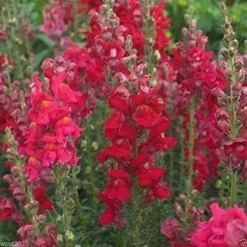 Snapdragon SEEDS (Antirrhinum Majus Maximum )  Ruby Red 500 Seeds - Perennial ! - Caribbean garden seed