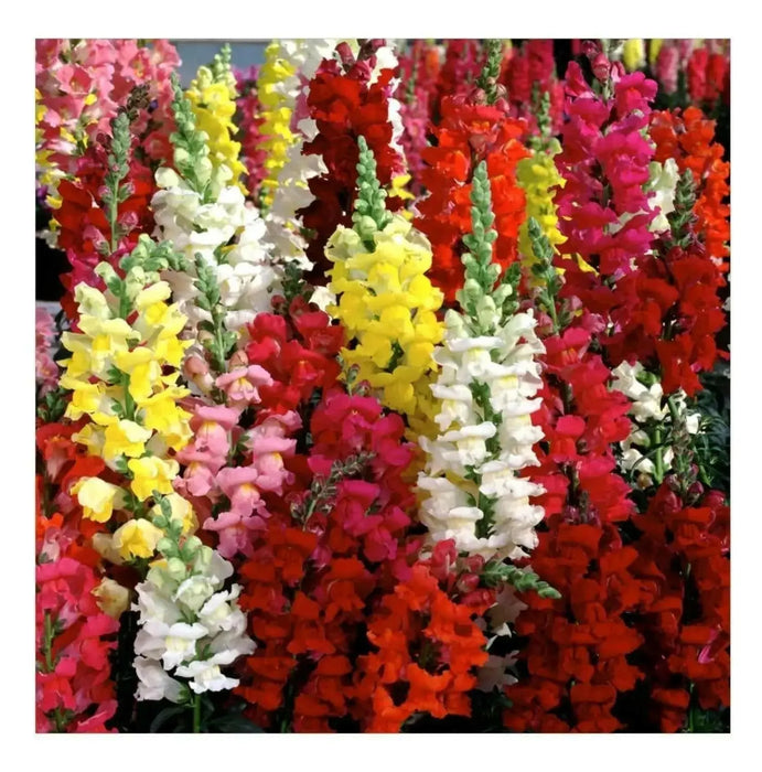 Snapdragon Flowers Seed  mixed COLORS - Caribbean garden seed