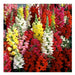 Snapdragon Flowers Seed  mixed COLORS - Caribbean garden seed