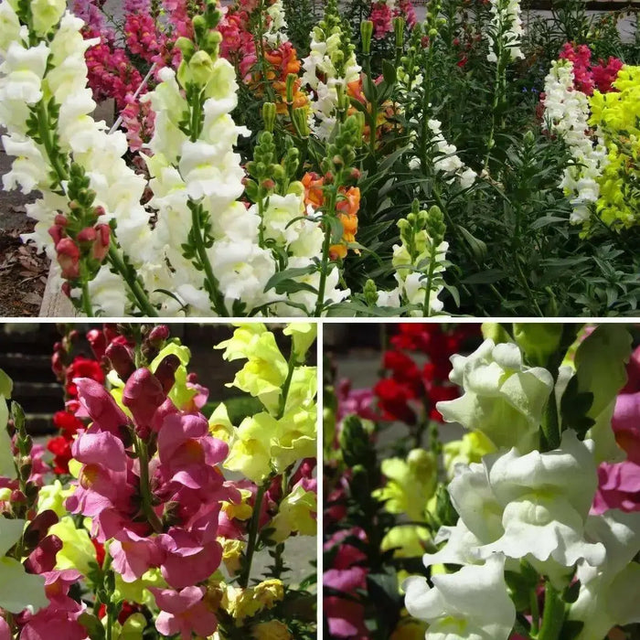 Snapdragon Flowers Seed  mixed COLORS - Caribbean garden seed