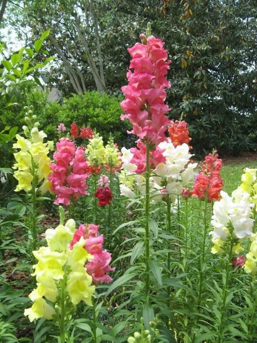 Snapdragon Flowers Seed  mixed COLORS - Caribbean garden seed