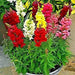Snapdragon Flowers Seed  mixed COLORS - Caribbean garden seed