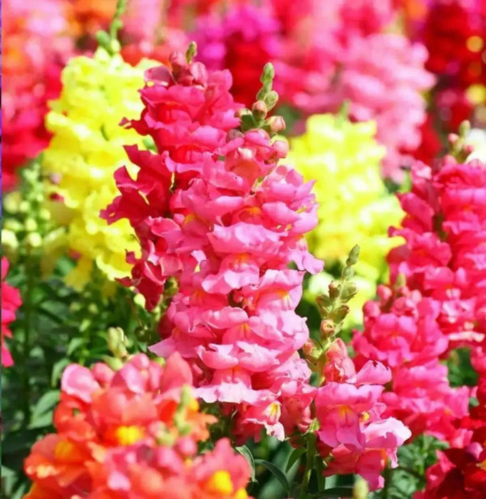 Snapdragon Flowers Seed  mixed COLORS - Caribbean garden seed