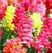 Snapdragon Flowers Seed  mixed COLORS - Caribbean garden seed