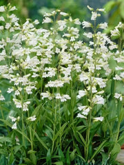 Smooth Penstemon FLOWERS SEED (Penstemon digitalis)  PERENNNNIAL WILDFLOWER - Caribbean garden seed