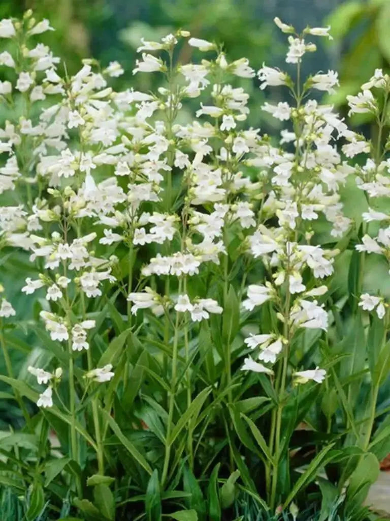 Smooth Penstemon FLOWERS SEED (Penstemon digitalis)  PERENNNNIAL WILDFLOWER - Caribbean garden seed