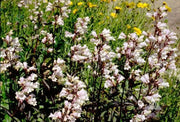 Smooth Penstemon FLOWERS SEED (Penstemon digitalis)  PERENNNNIAL WILDFLOWER - Caribbean garden seed