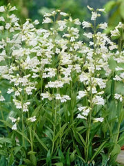 Smooth Penstemon FLOWERS SEED (Penstemon digitalis)  PERENNNNIAL WILDFLOWER - Caribbean garden seed