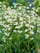 Smooth Penstemon FLOWERS SEED (Penstemon digitalis)  PERENNNNIAL WILDFLOWER - Caribbean garden seed