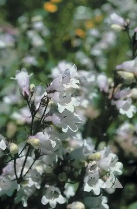 Smooth Penstemon FLOWERS SEED (Penstemon digitalis)  PERENNNNIAL WILDFLOWER - Caribbean garden seed