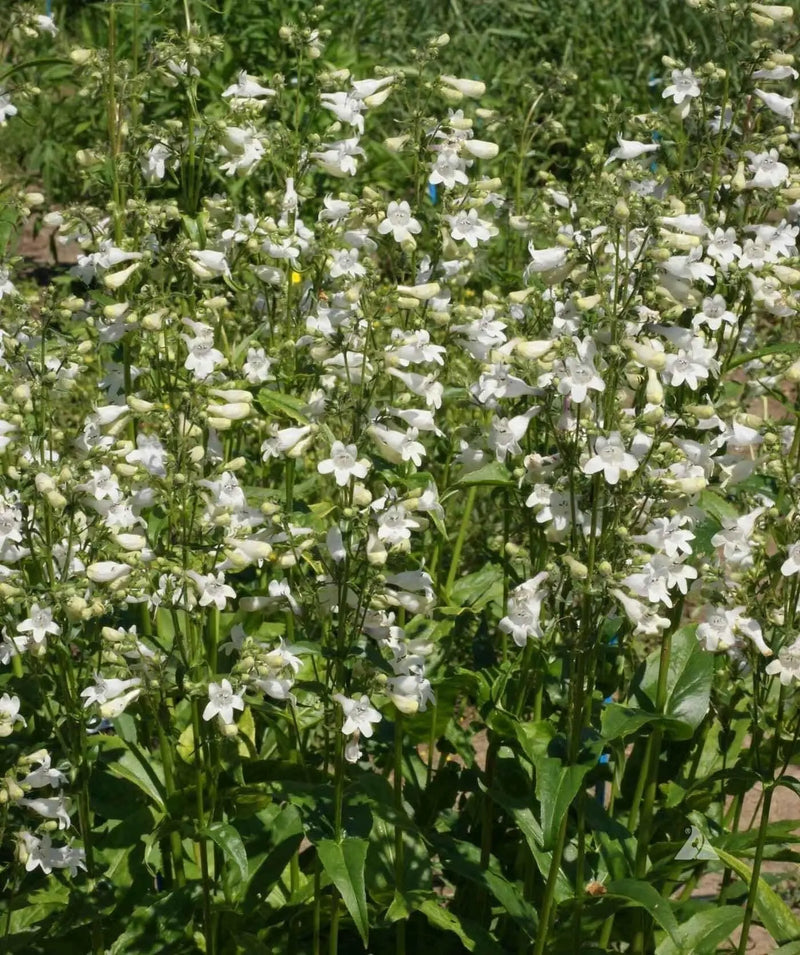 Smooth Penstemon FLOWERS SEED (Penstemon digitalis)  PERENNNNIAL WILDFLOWER - Caribbean garden seed