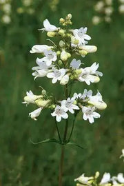Smooth Penstemon FLOWERS SEED (Penstemon digitalis)  PERENNNNIAL WILDFLOWER - Caribbean garden seed