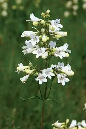 Smooth Penstemon FLOWERS SEED (Penstemon digitalis)  PERENNNNIAL WILDFLOWER - Caribbean garden seed