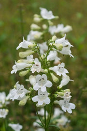 Smooth Penstemon FLOWERS SEED (Penstemon digitalis)  PERENNNNIAL WILDFLOWER - Caribbean garden seed