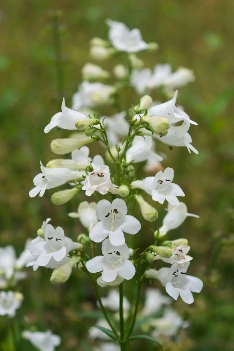 Smooth Penstemon FLOWERS SEED (Penstemon digitalis)  PERENNNNIAL WILDFLOWER - Caribbean garden seed