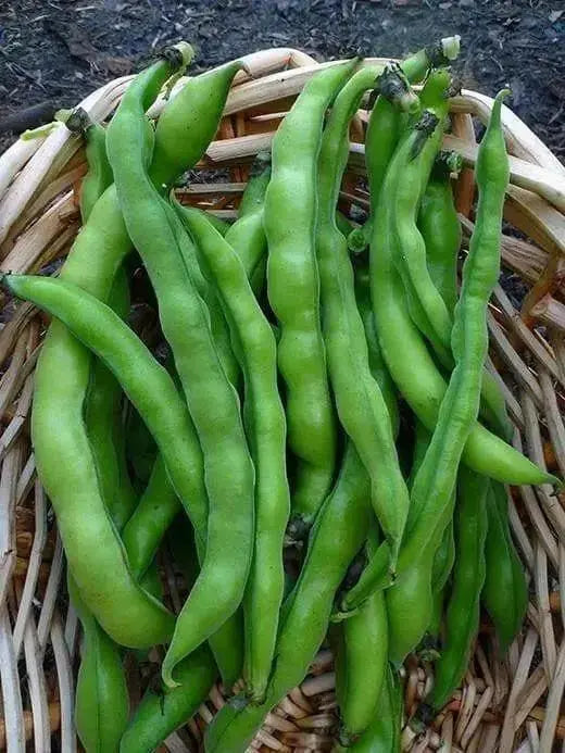Small-seeded fava beans,(Vicia faba) AKA , Bell Bean, Fava bean or horse bean - Caribbean garden seed