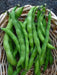 Small-seeded fava beans,(Vicia faba) AKA , Bell Bean, Fava bean or horse bean - Caribbean garden seed
