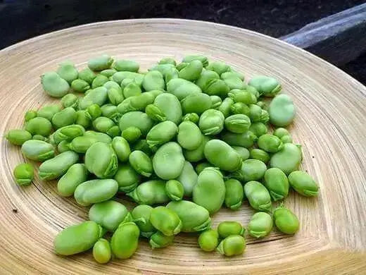 Small-seeded fava beans,(Vicia faba) AKA , Bell Bean, Fava bean or horse bean - Caribbean garden seed