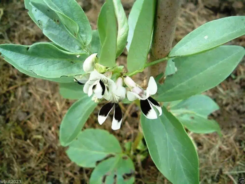 Small-seeded fava beans,(Vicia faba) AKA , Bell Bean, Fava bean or horse bean - Caribbean garden seed