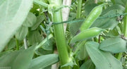 Small-seeded fava beans,(Vicia faba) AKA , Bell Bean, Fava bean or horse bean - Caribbean garden seed
