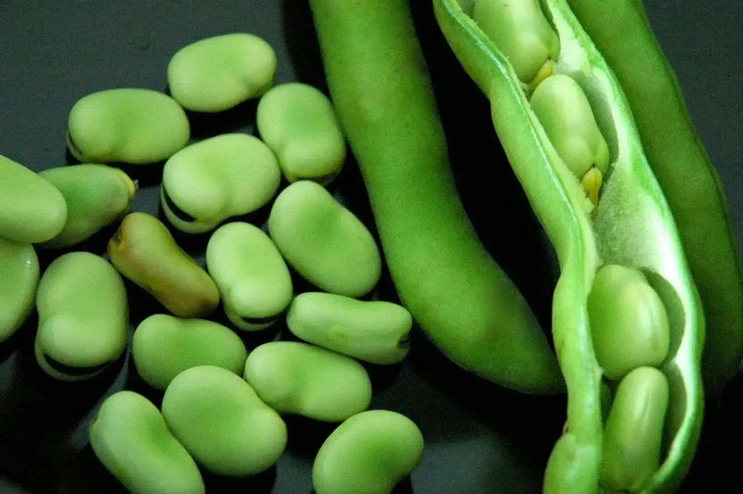 Small-seeded fava beans,(Vicia faba) AKA , Bell Bean, Fava bean or horse bean - Caribbean garden seed