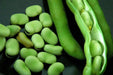 Small-seeded fava beans,(Vicia faba) AKA , Bell Bean, Fava bean or horse bean - Caribbean garden seed
