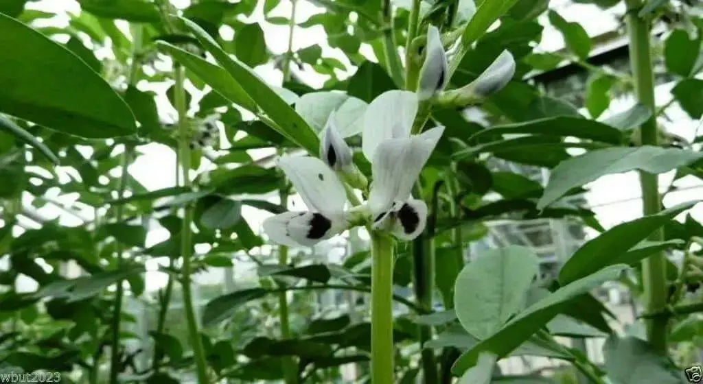 Small-seeded fava beans,(Vicia faba) AKA , Bell Bean, Fava bean or horse bean - Caribbean garden seed