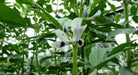 Small-seeded fava beans,(Vicia faba) AKA , Bell Bean, Fava bean or horse bean - Caribbean garden seed