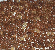 Small-seeded fava beans,(Vicia faba) AKA , Bell Bean, Fava bean or horse bean - Caribbean garden seed