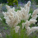 Silky Spike Melic (Melica ciliata) Ornamental Grass Seeds - Caribbean garden seed