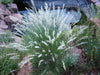 Silky Spike Melic (Melica ciliata) Ornamental Grass Seeds - Caribbean garden seed
