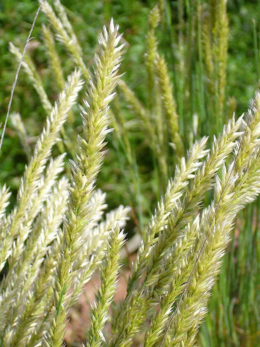 Silky Spike Melic (Melica ciliata) Ornamental Grass Seeds - Caribbean garden seed