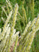Silky Spike Melic (Melica ciliata) Ornamental Grass Seeds - Caribbean garden seed