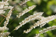 Silky Spike Melic (Melica ciliata) Ornamental Grass Seeds - Caribbean garden seed