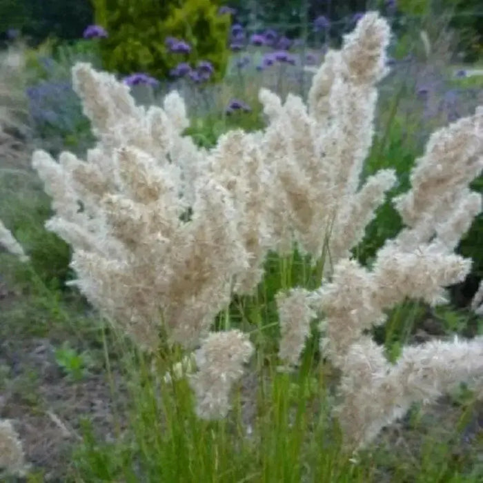 Silky Spike Melic (Melica ciliata) Ornamental Grass Seeds - Caribbean garden seed